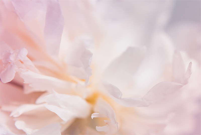 心新たに、花の香りを纏う