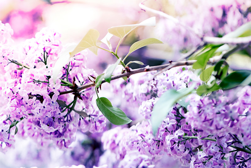 春の空気を纏う花々の香り