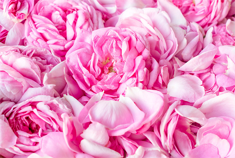 ～バラが主役の香り