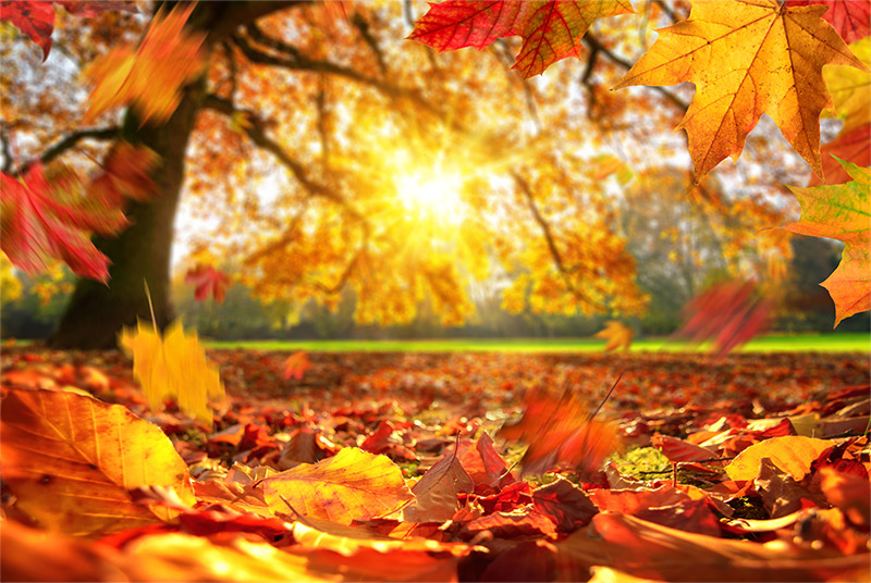 秋の入り口に立つ香り